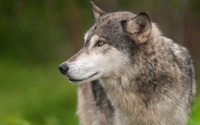 Demo gegen die Ausbreitung der Wölfe