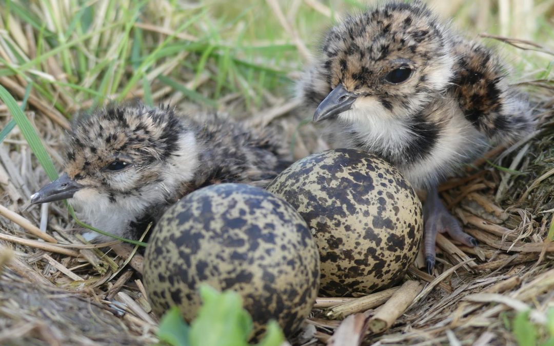 Bremer Wiesenvogelschutz auf Erfolgskurs