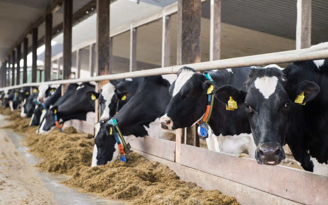 Das lassen wir nicht unkommentiert – PETA-Kommentar im Weser-Kurier